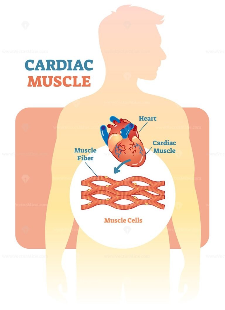 Cardiac muscle vector illustration diagram VectorMine