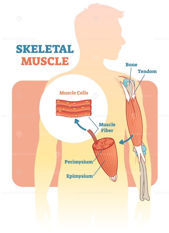 Skeletal muscle vector illustration diagram