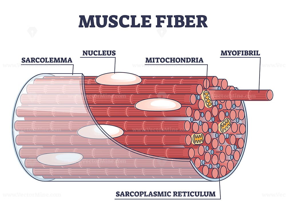 Muscle Fiber Structure And Inner Parts Anatomical Description Outline 