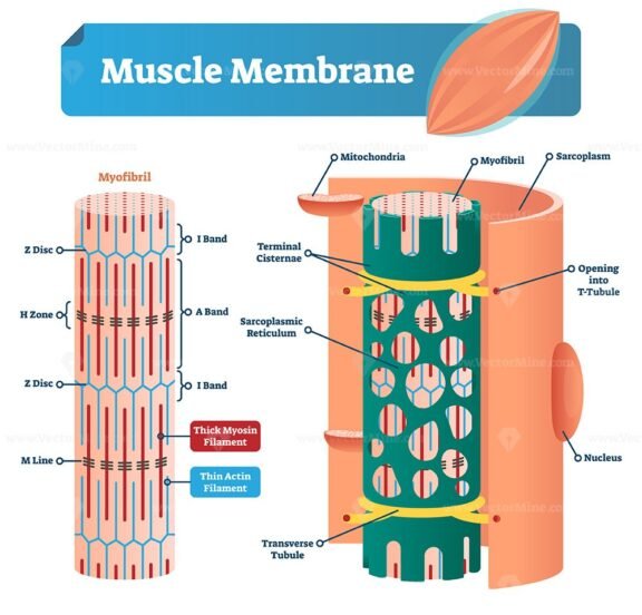 Muscle Membrane