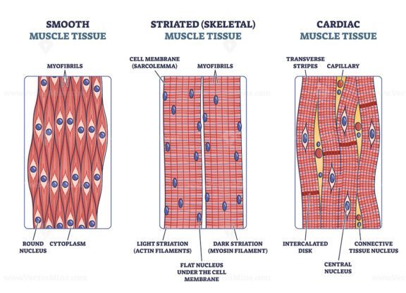 Muscle Tissue outline diagram