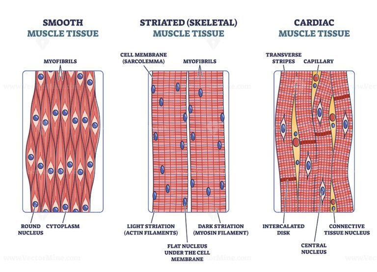 Skeletal Muscle Structure With Anatomical Inner Layers Outline Diagram ...