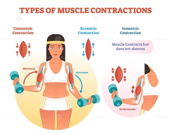 Muscular Contraction