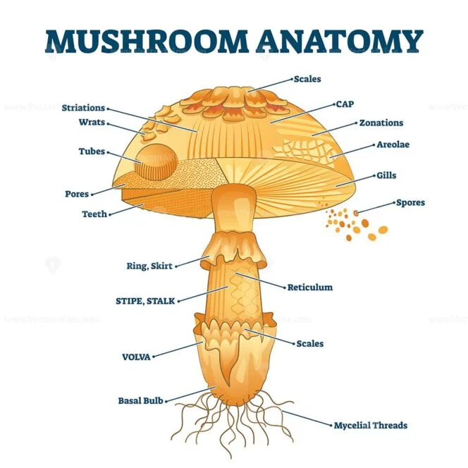 Mushroom Anatomy Labeled Biology Diagram Vector Illustration VectorMine