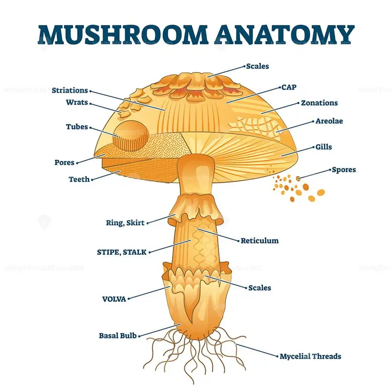 Mushroom anatomy labeled biology diagram vector illustration VectorMine