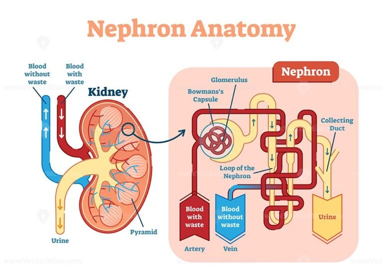 Kidney Nephron anatomy, vector illustration diagram scheme - VectorMine