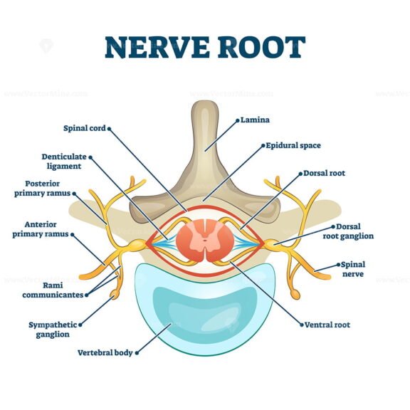 Nerve Root