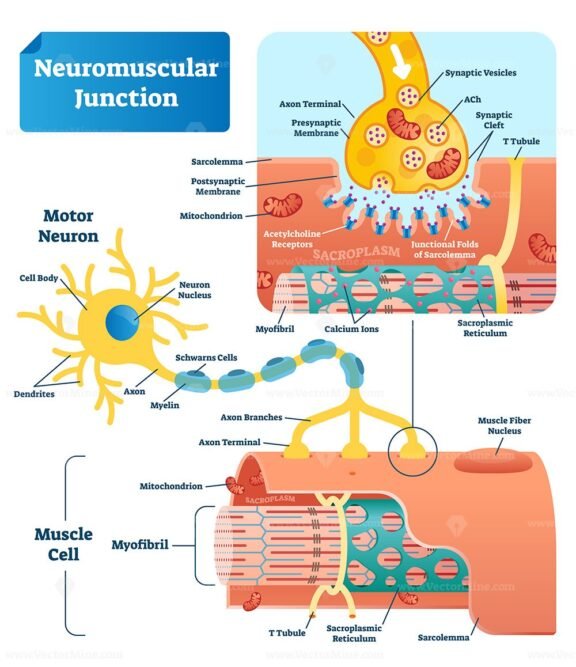 Neuromuscular Junction