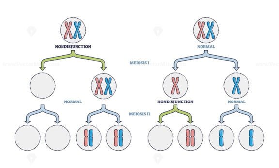 Diploid Vs Haploid As Complete Chromosome Sets Comparison Outline Diagram Vectormine