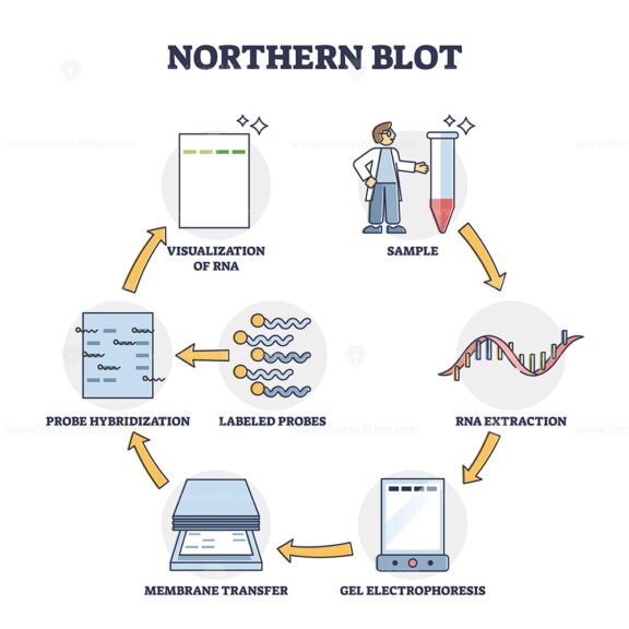 Northern Blot outline