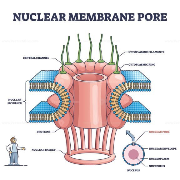 Nuclear Membrane Pore outline