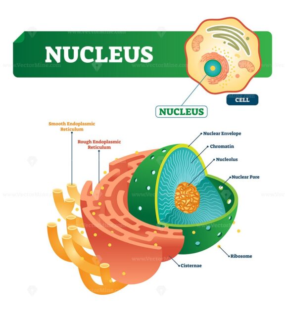 Nucleus