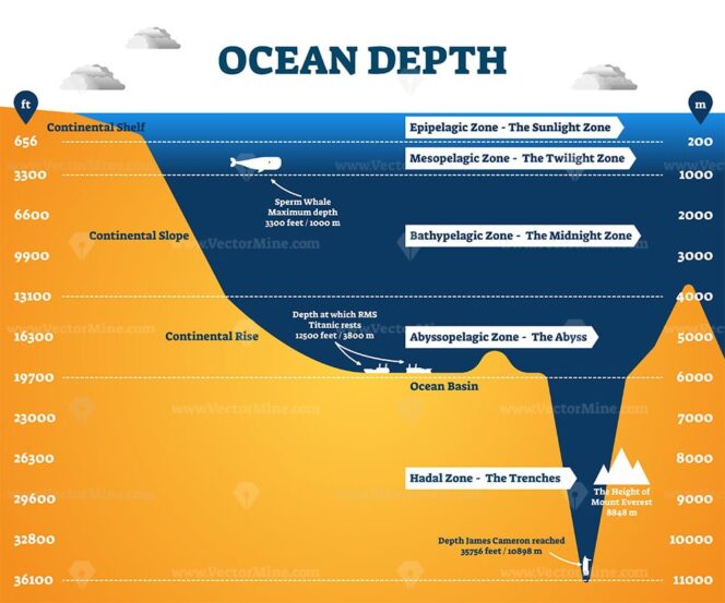 Ocean depth underwater wildlife infographic, vector illustration ...