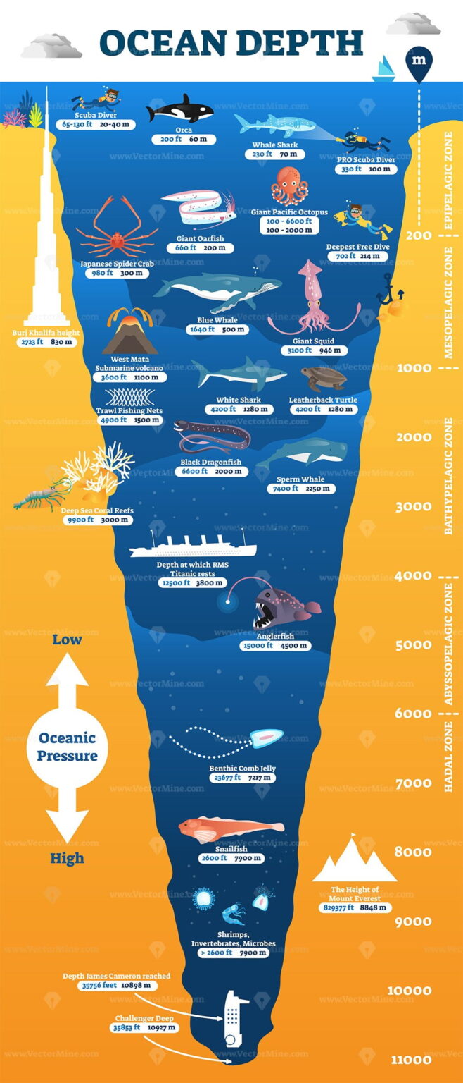 Ocean depth underwater wildlife infographic, vector illustration ...