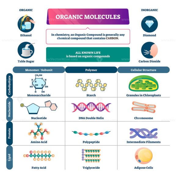 Organic Molecules