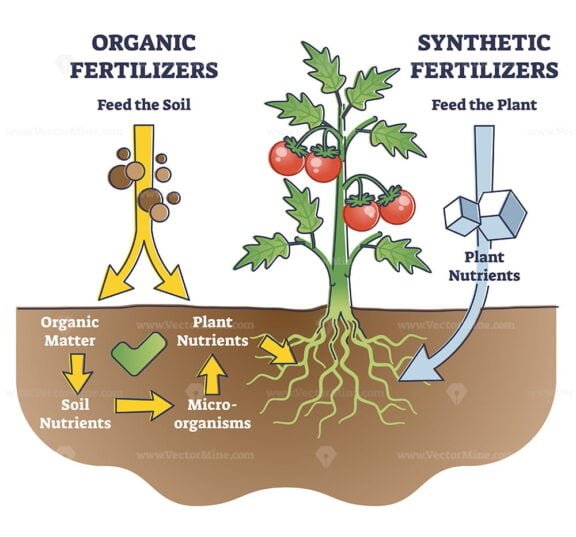 Organic and Synthethic Fertilizers outline