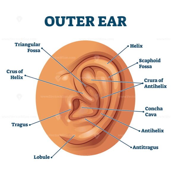 Outer ear anatomical organ structure educational scheme vector illustration