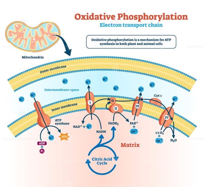 Oxidative Phosphorylation Vector Illustration - VectorMine