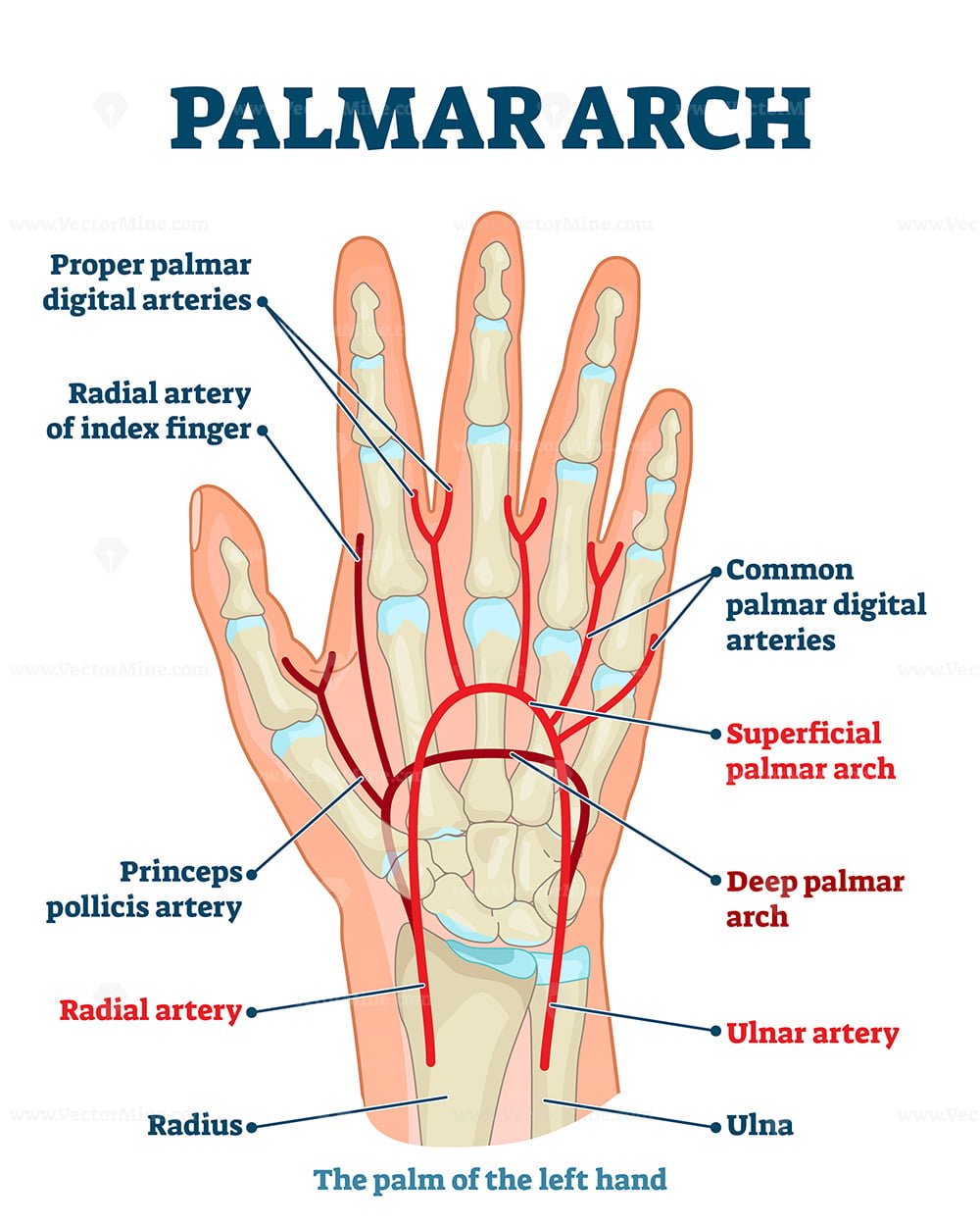 palmar-aponeurosis-diagram-quizlet