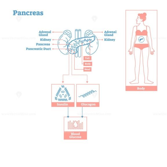 Pancreas OutlineStyle