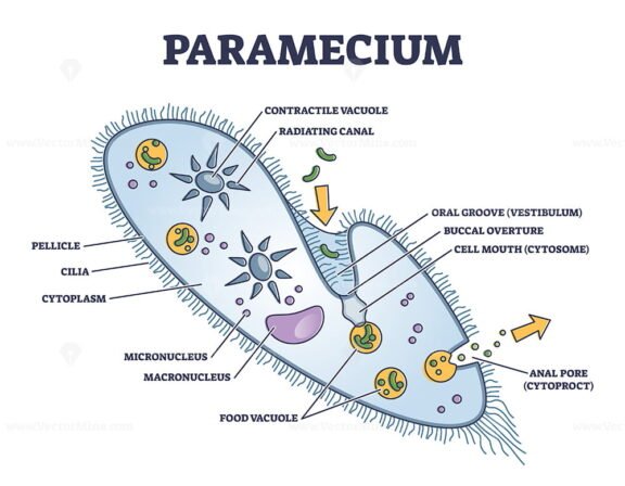 Paramecium outline