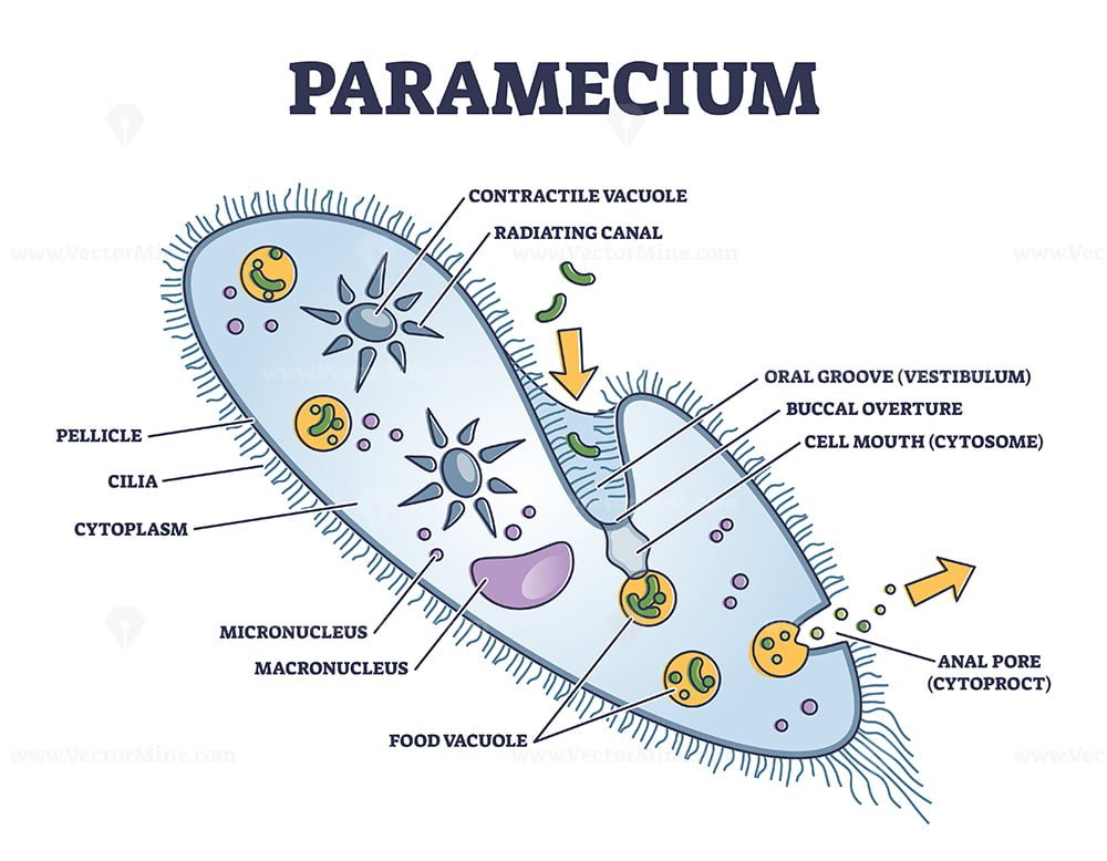 Paramecium microscopic closeup structure with anatomical outline