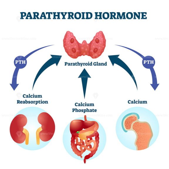 Parathyroid Hormone