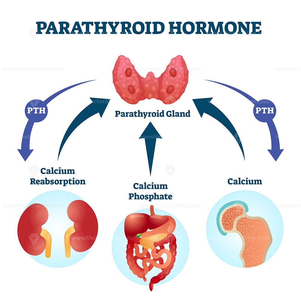 Parathyroid Hormone PTH Parathormone Or Parathyrin Vector Illustration 