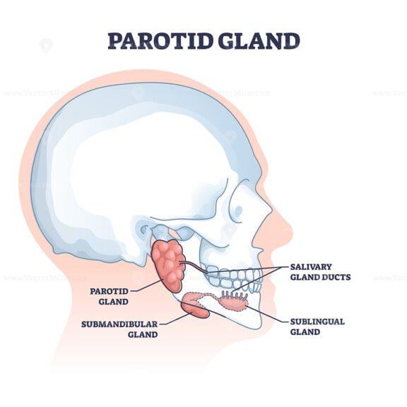 Parotid Gland outline