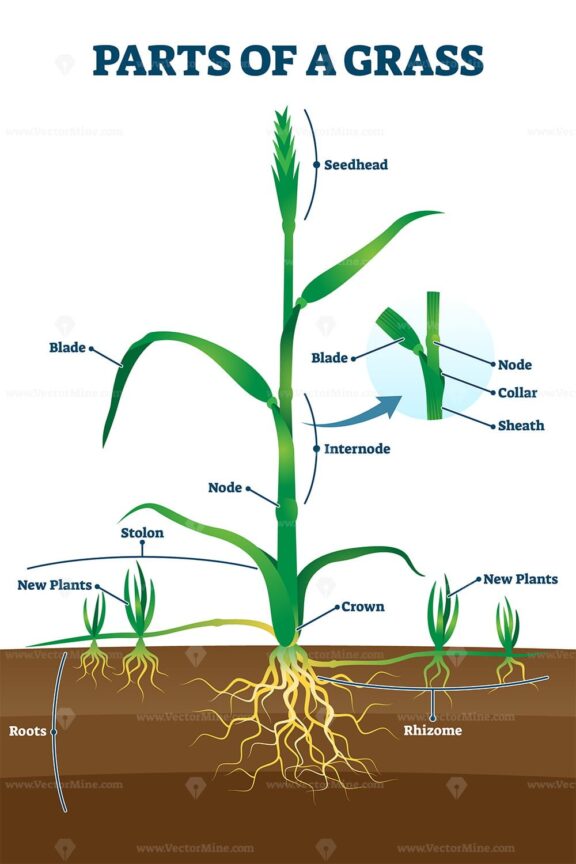 Parts of grass with educational labeled structure anatomy vector illustration