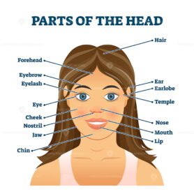 Parts of the head for english vocabulary words education vector ...