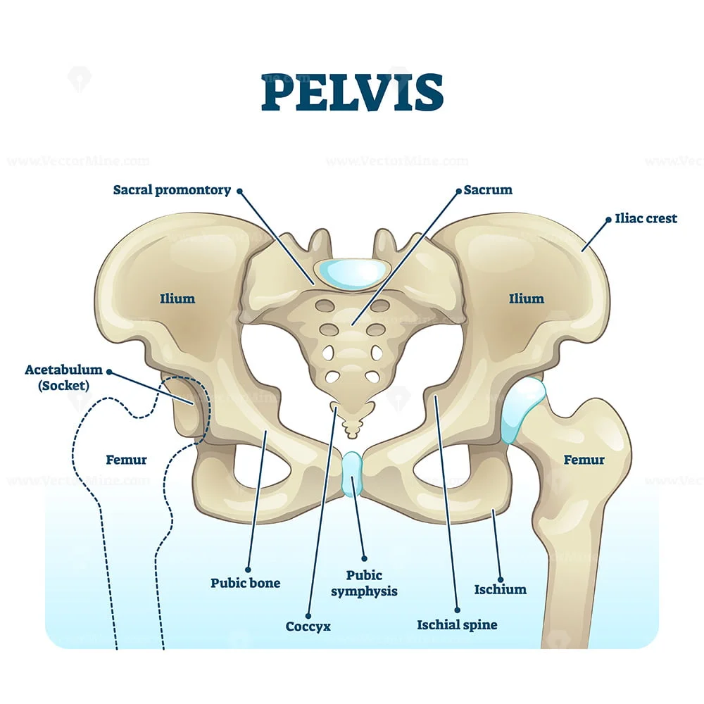 Pelvis anatomical skeleton structure VectorMine