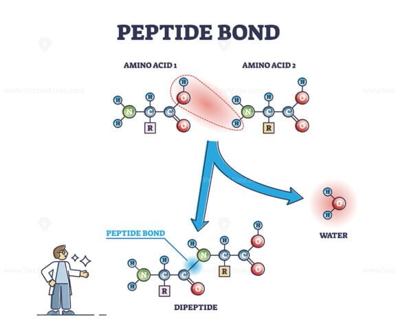 Peptide Bond outline diagram