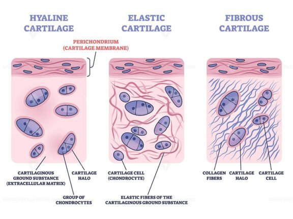 Perichondrium cartilage membrane outline diagram