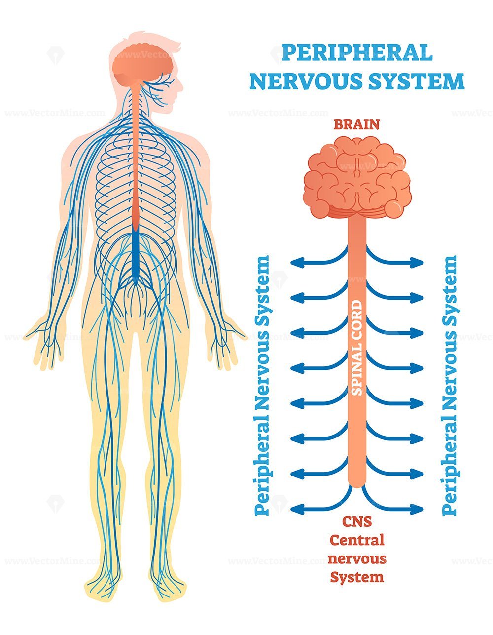 peripheral nervous system presentation