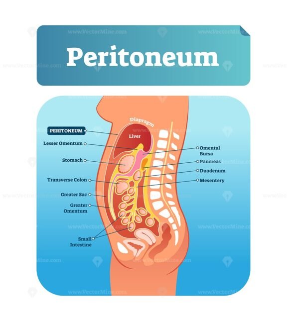 Peritoneum