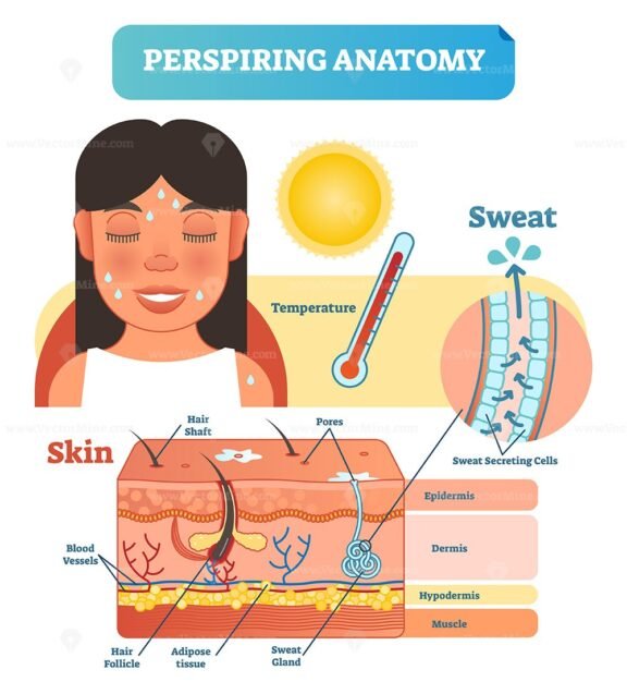 Perspiring Anatomy