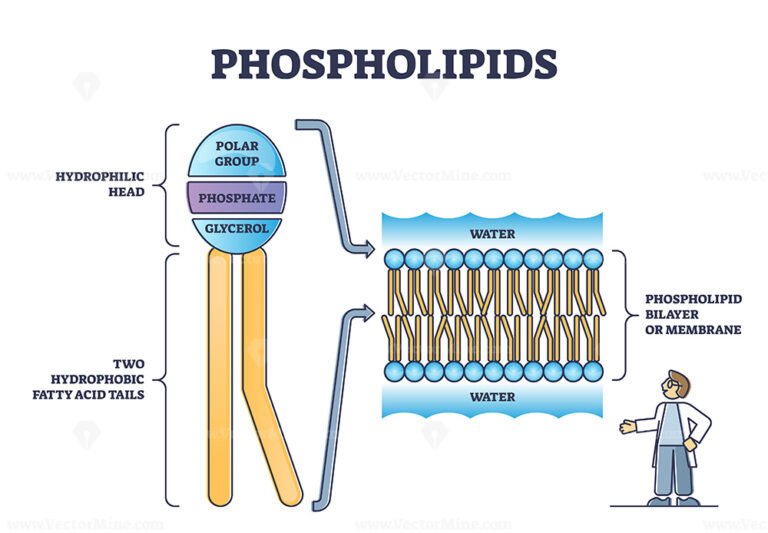 Why Are Hydrophilic Heads Polar