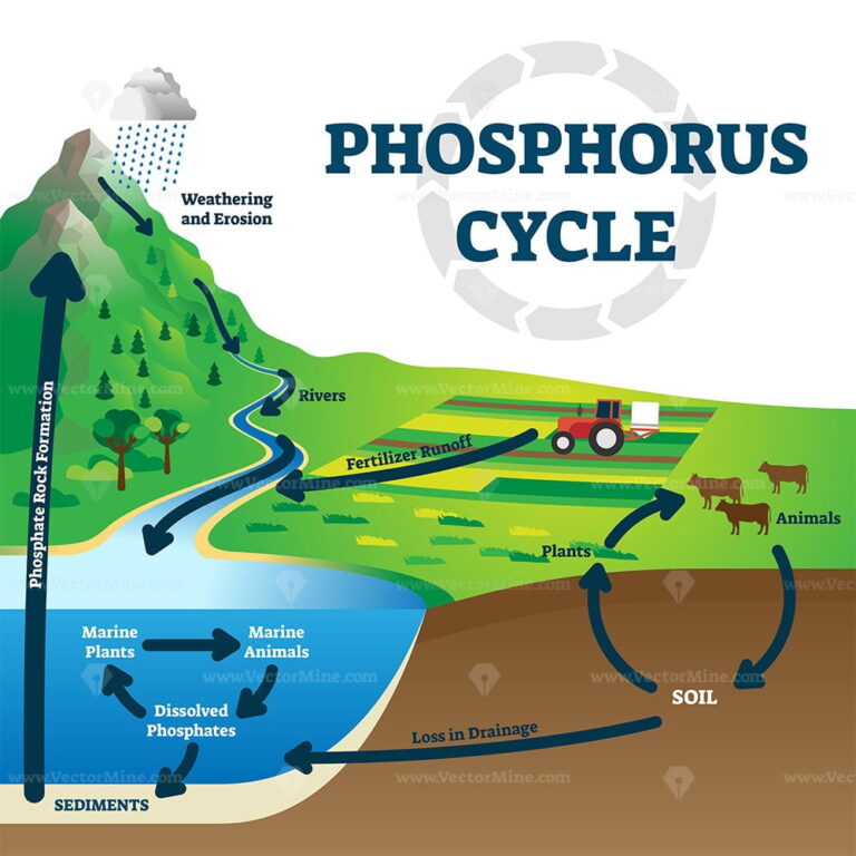 Phosphorus cycle vector illustration – VectorMine