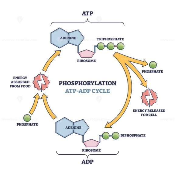 Phosphorylation ATP, ADP Cycle With Detailed Process Stages Outline ...