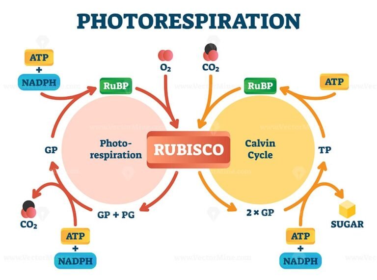 photorespiration-vector-illustration-vectormine