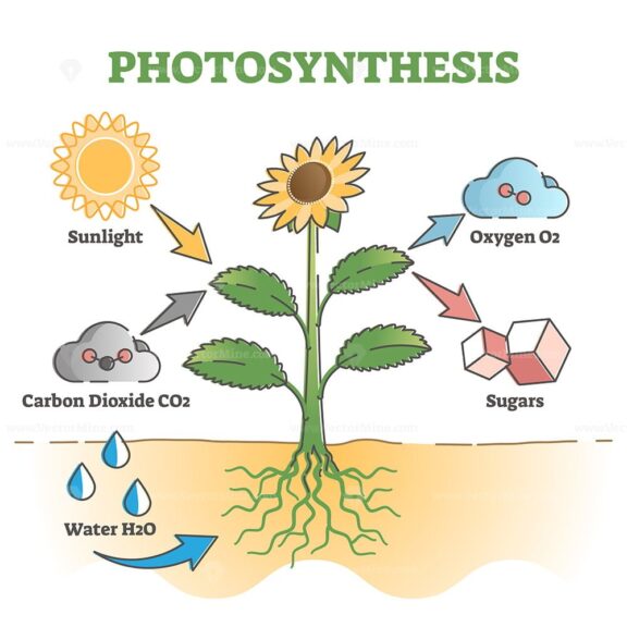 Life cycle of plant with seeds growth in biological labeled outline ...