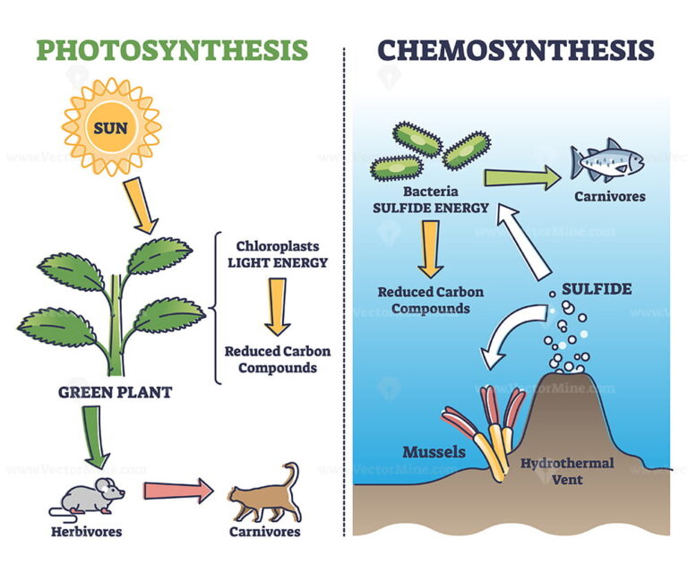 Photosynthesis vs chemosynthesis process chain description outline ...