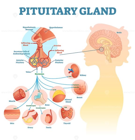 Pituitary Gland