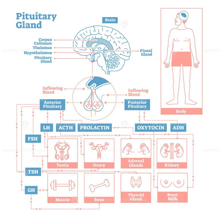 Pituitary Gland Anatomical Vector Illustration Diagram Vectormine ...