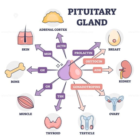 Pituitary Gland outline