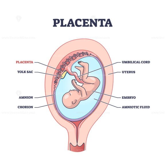 Placenta outline diagram