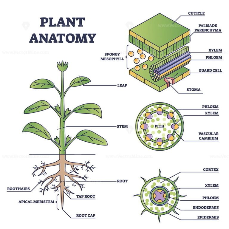 Sclerenchyma As Ground Or Fundimental Plant Tissue Type Outline Diagram ...