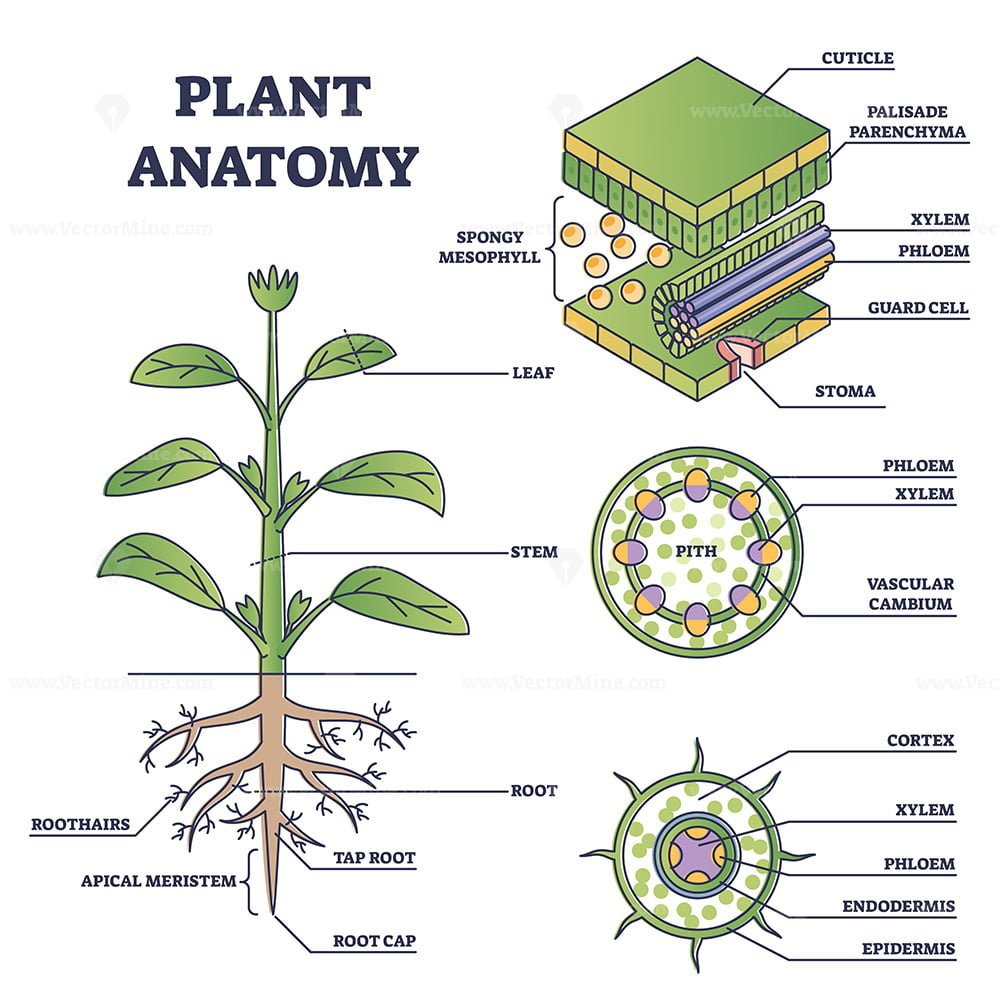 Plant anatomy with structure and internal side view parts outline