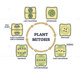 Plant cell mitosis and cellular division in educational outline diagram ...